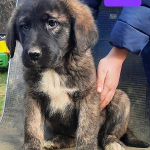 PRODAJEMO ŠTENCE 191035000267155