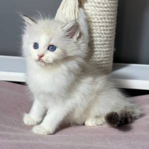 Ragdoll mačići spremni za nove domove