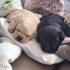 ŠTENCI LABRADOR RETRIVERA
