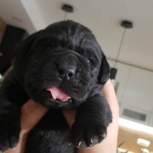 ŠTENCI LABRADOR RETRIVERA