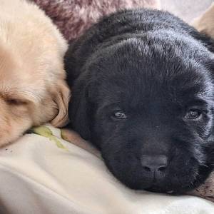 ŠTENCI LABRADOR RETRIVERA