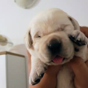 ŠTENCI LABRADOR RETRIVERA