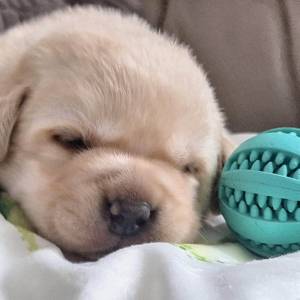 ŠTENCI LABRADOR RETRIVERA