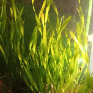 Ukrasni akvarij sa satom i svijetlom