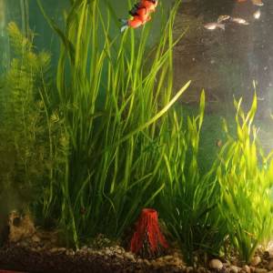 Ukrasni akvarij sa satom i svijetlom