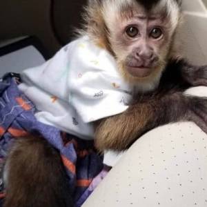 Vesele bebe kapucinskih majmuna spremne su za dobre domove