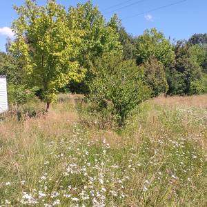Zemljište za vikendaše, vodi se kao šuma 1603 m2,100 metara od Kupe