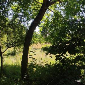 Zemljište za vikendaše, vodi se kao šuma 1603 m2,100 metara od Kupe