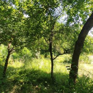 Zemljište za vikendaše, vodi se kao šuma 1603 m2,100 metara od Kupe