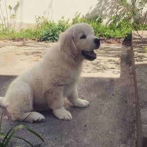 Zlatni retriver, štenci 2mj