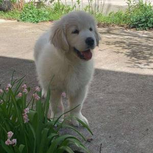 Zlatni retriver, štenci 2mj