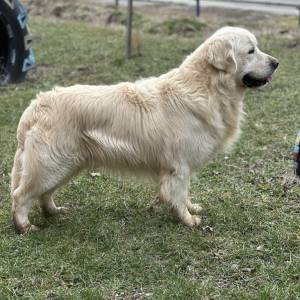 Zlatni retriver, štenci 2mj