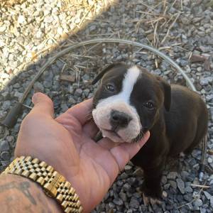 Americki Bully Classic