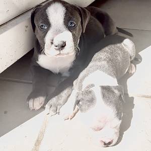 Americki Bully Classic