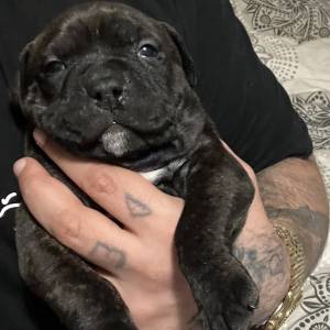 Americki Bully Classic