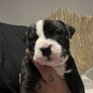 Americki Bully Classic