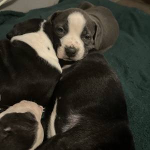 Americki Bully Classic