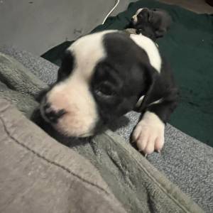 Americki Bully Classic