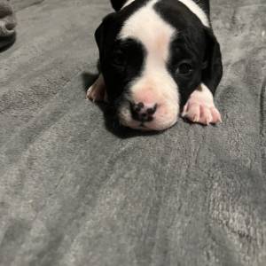 Americki Bully Classic