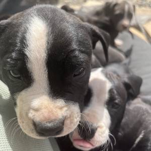 Americki Bully Classic