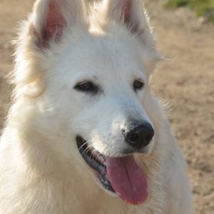 Beli švajcarski ovčar, mlada ženka  (9 meseci)