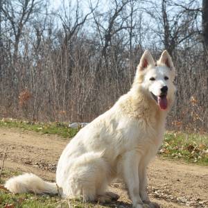 Beli švajcarski ovčar, mlada ženka  (9 meseci)