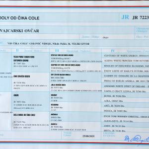 Beli švajcarski ovčar, mlada ženka  (9 meseci)