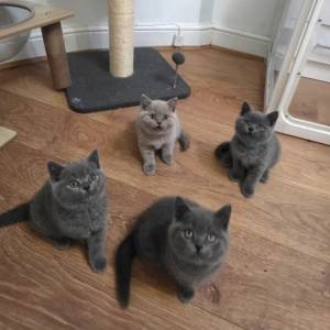 Britanski kratkodlaki mačići – Pažljivo uzgojeni