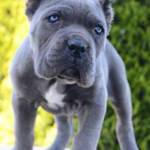 Cane Corso, ženka i mužjak