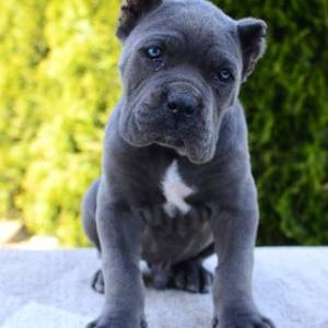 Cane Corso, ženka i mužjak