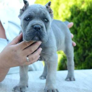 Cane Corso, ženka i mužjak