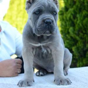 Cane Corso, ženka i mužjak