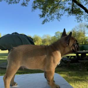 Francuski buldog
