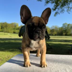 Francuski buldog