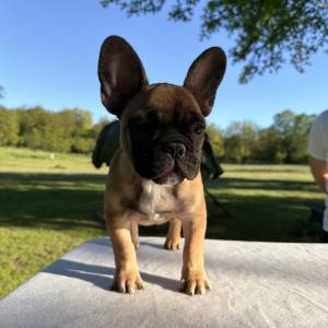 Francuski buldog