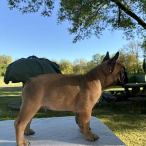 Francuski buldog