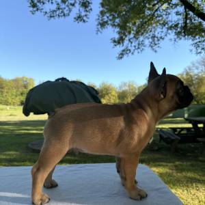 Francuski buldog