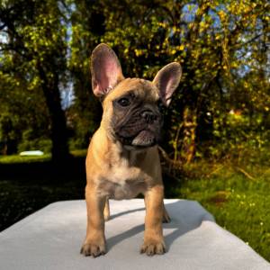 Francuski buldog
