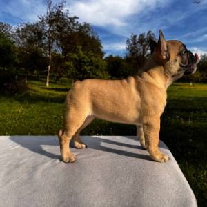Francuski buldog