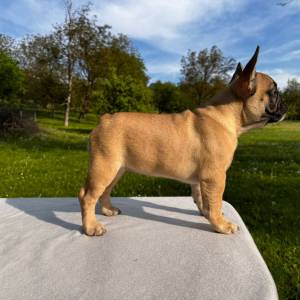 Francuski buldog