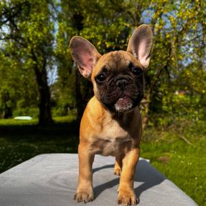 Francuski buldog