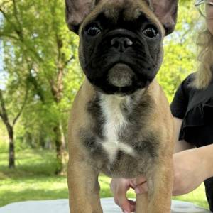 Francuski buldog