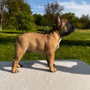 Francuski buldog