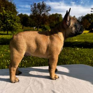 Francuski buldog