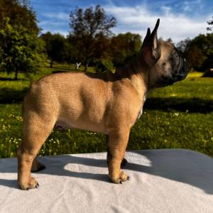 Francuski buldog