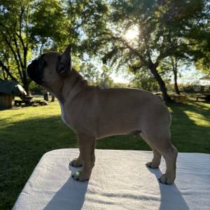 Francuski buldog