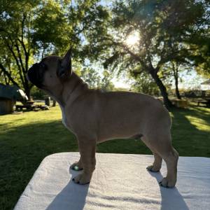 Francuski buldog