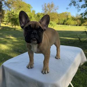 Francuski buldog