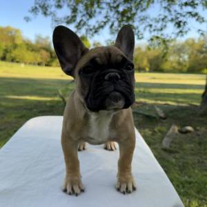 Francuski buldog