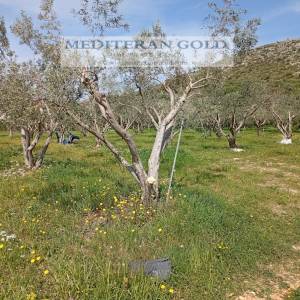 Građevinsko zemljište, Trogir, 1.600m²